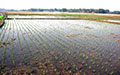 Boro Paddy Cultivation