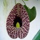 Aristolochia