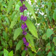 Callicarpa