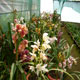 Cymbidium Hybrids