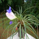 Tillandsia