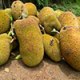JackFruit