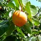 Persimmon