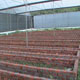 Bed Preparation for Anthurium Horti-Hub