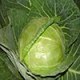 Cabbage