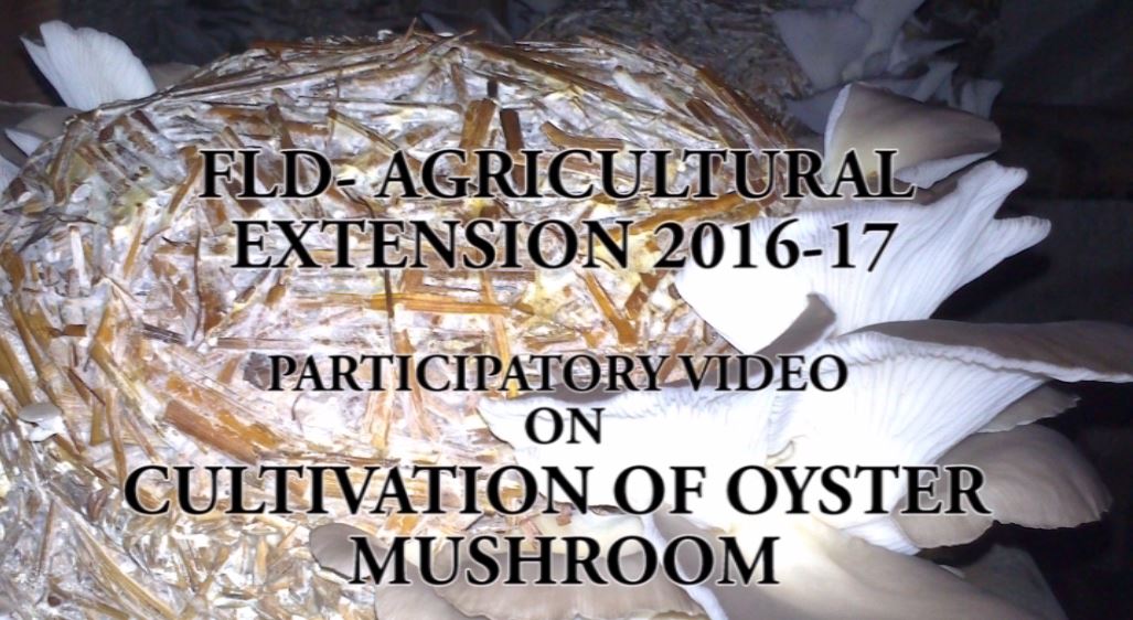Participatory Video - Cultivation of Oyster mushroom